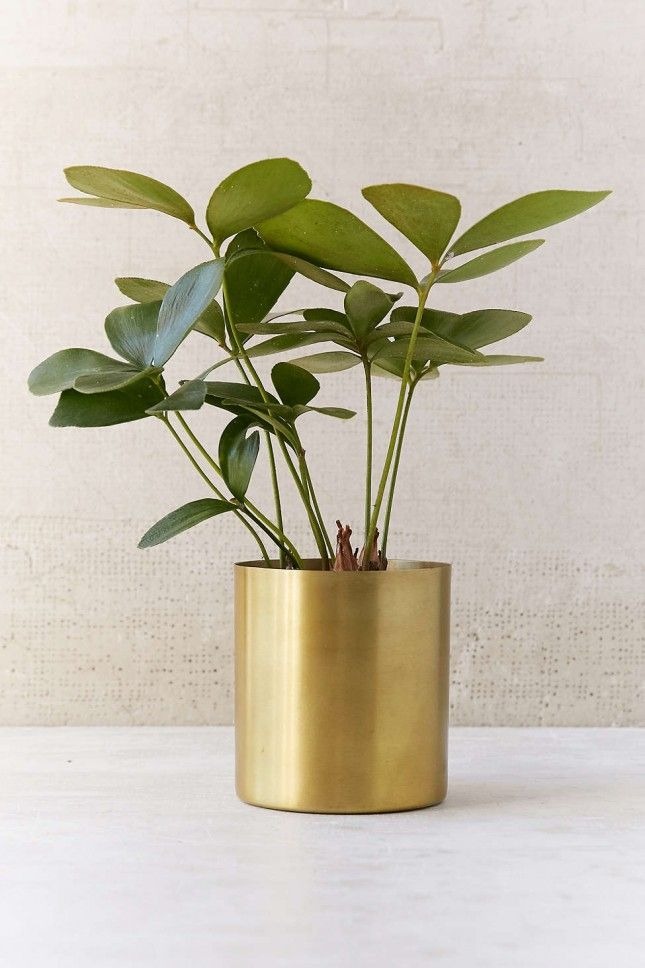 Brushed Brass Minimalist Cylindrical Planter AH-199 Moradabad